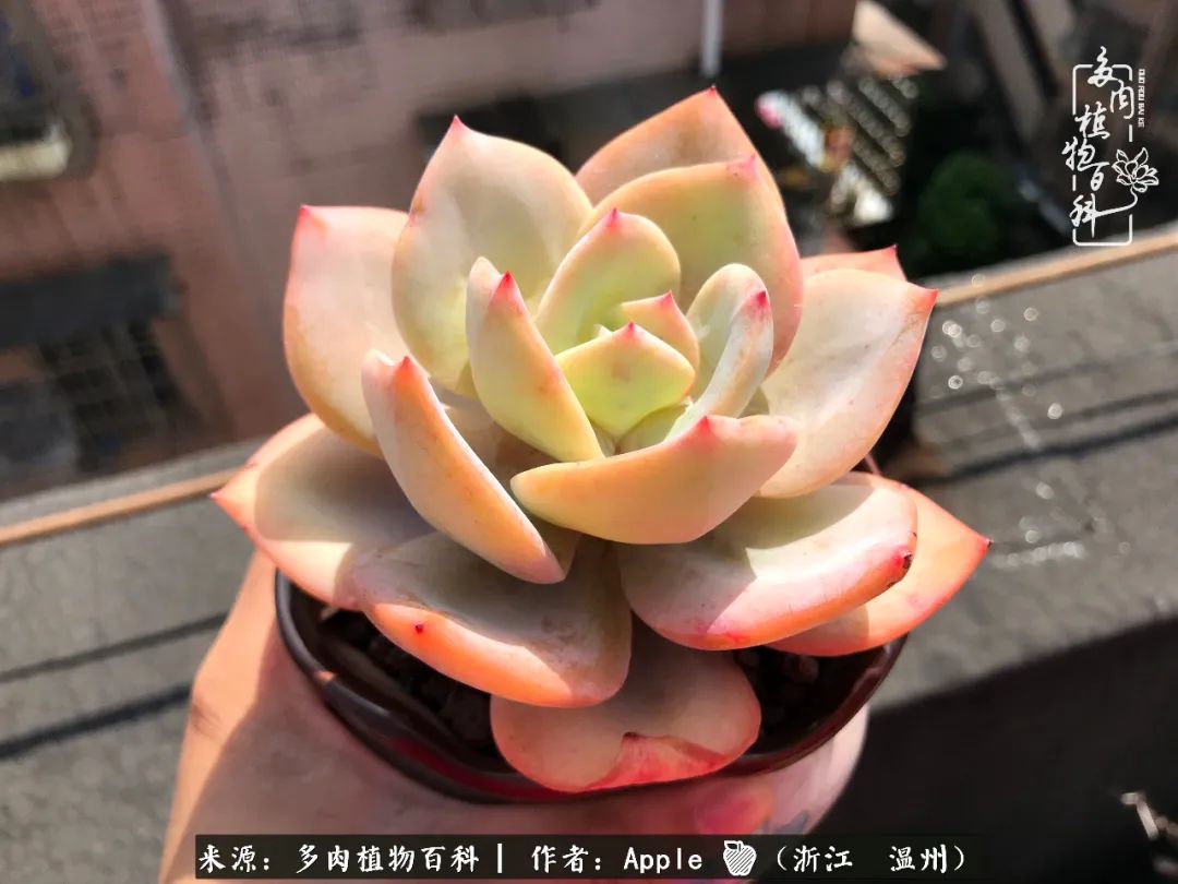 多肉成长记观察记录怎么写,多肉成长记录观察展板