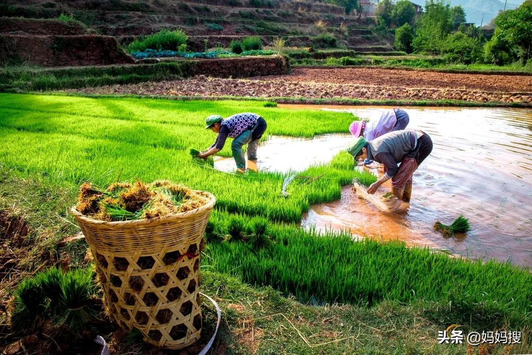天台李子柒,农村家里的大爷大妈