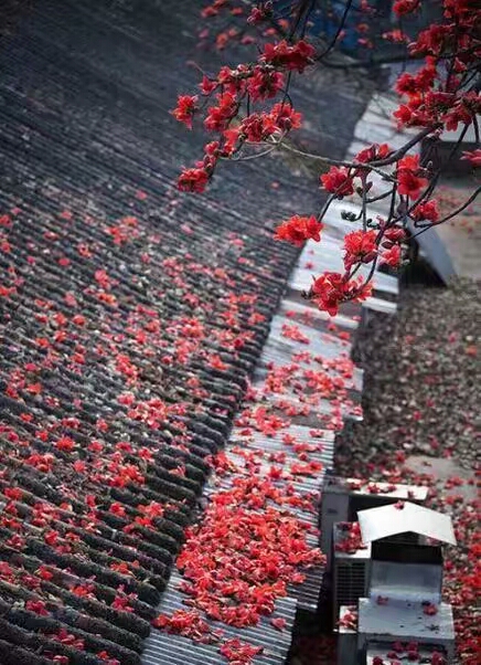 梦里花落知多少小说在线阅读,梦里花落知多少全文