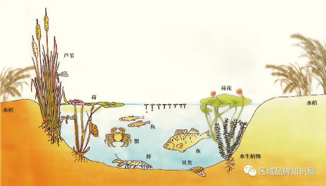 焦岗湖区生态发展共同体——区域公共品牌