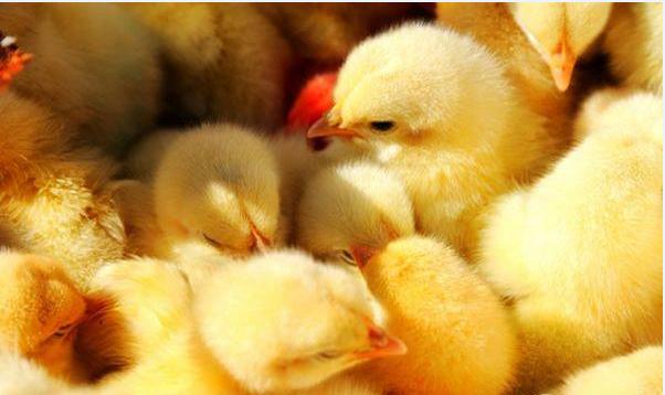 出壳的雏鸡是先打疫苗还是分公母,刚出壳的小鸡仔怎么分辨公母