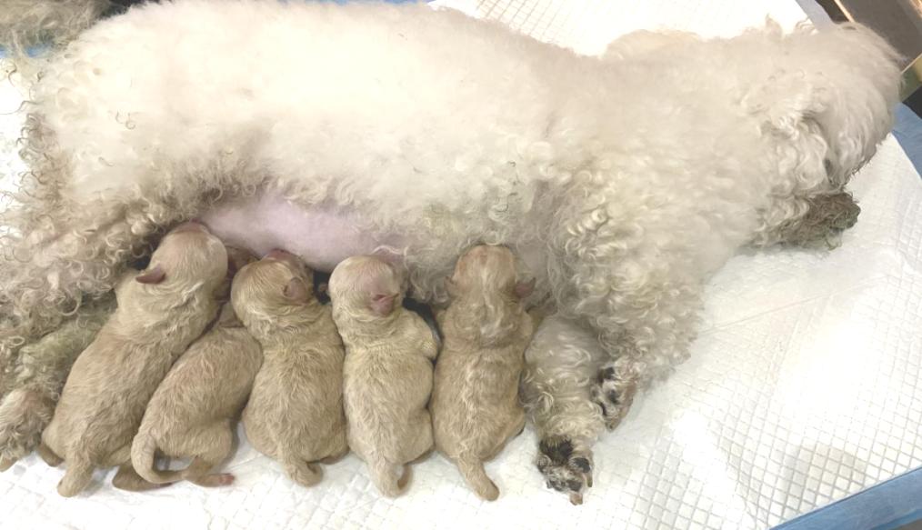 狗狗生小狗什么情况下要剖腹产,狗狗什么情况下需要剖腹产