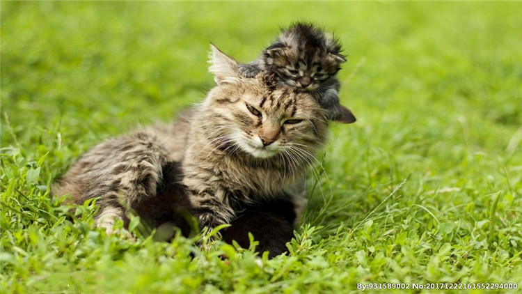 猫咪拉稀带血是怎么回事,猫咪拉稀带血能驱虫吗