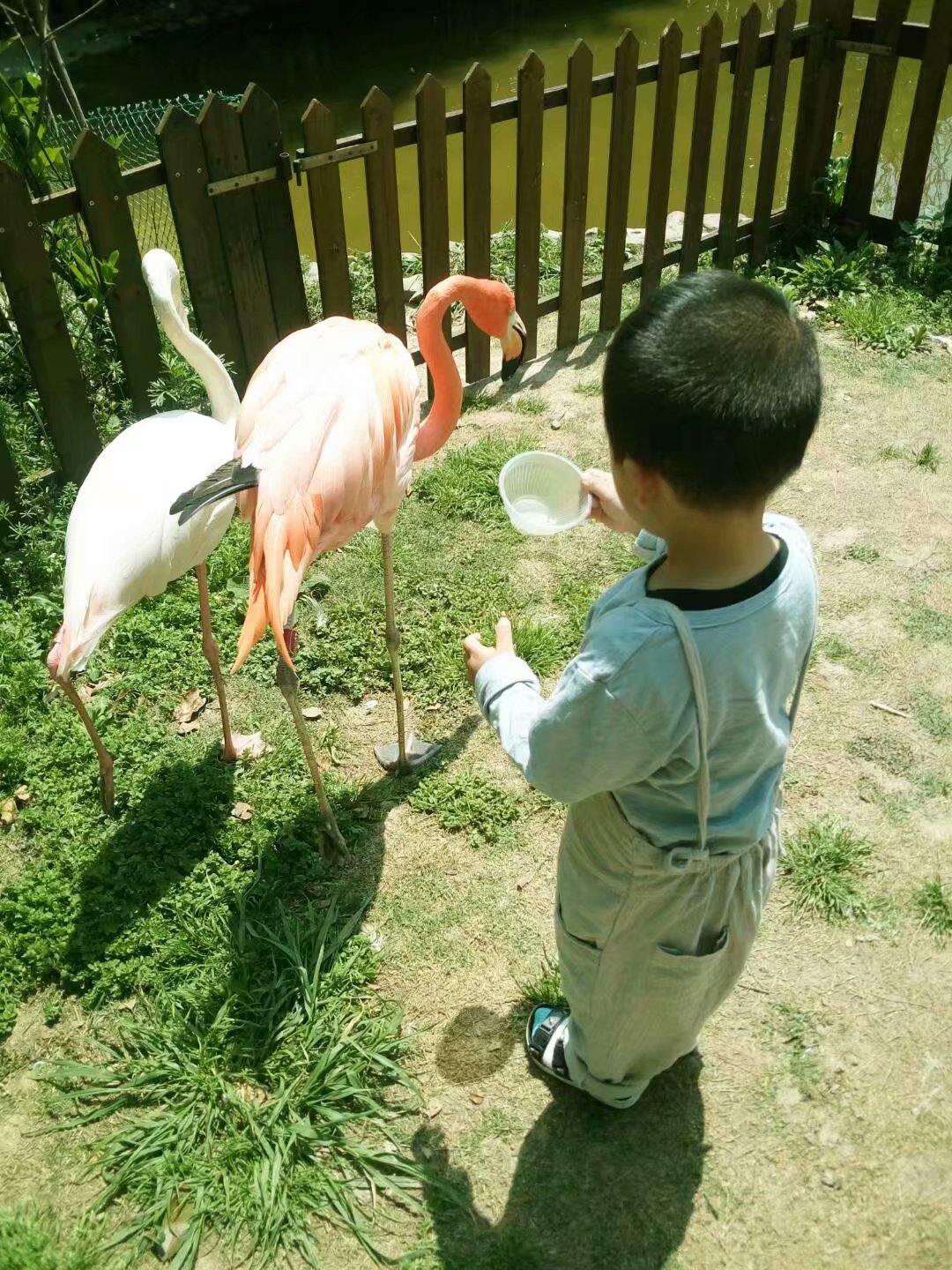 云南野生动物园免票吗,云南野生动物园有什么好玩的