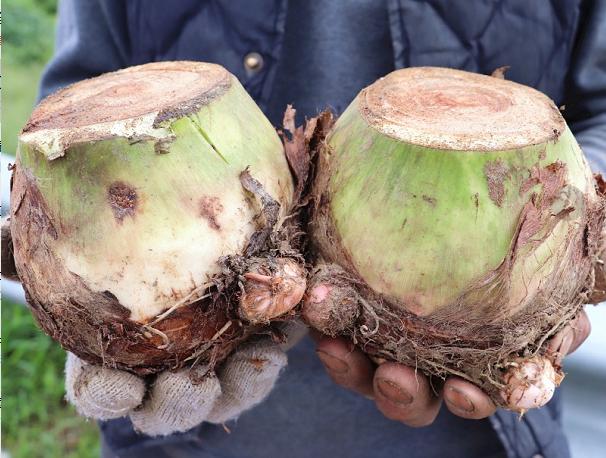 中国出名的香芋大个好吃,舌尖上的香芋