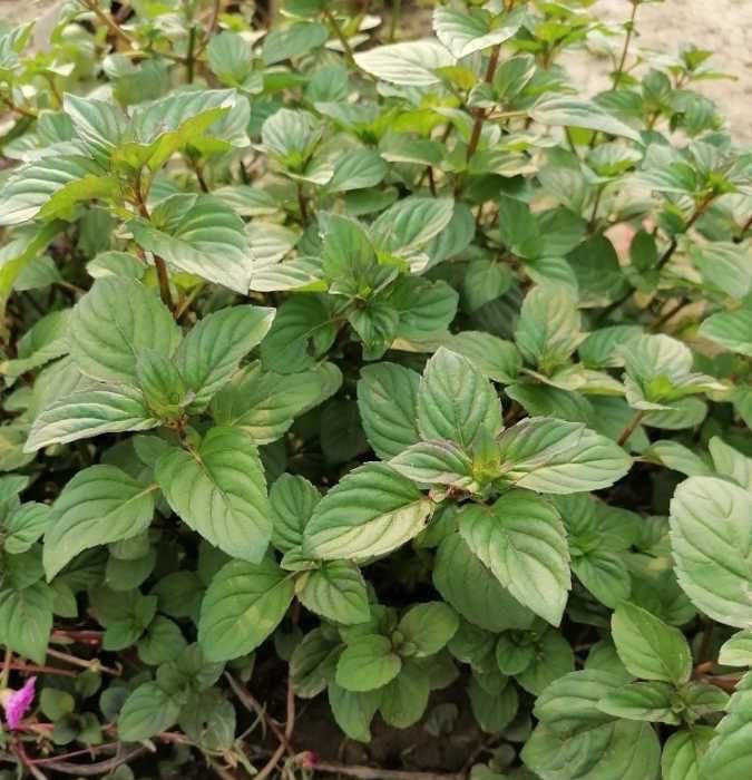 用薄荷种子怎么养出薄荷,薄荷种子一般催芽几天出芽