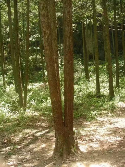 神仙居将军岩和睡美人介绍,神仙居将军岩睡美人