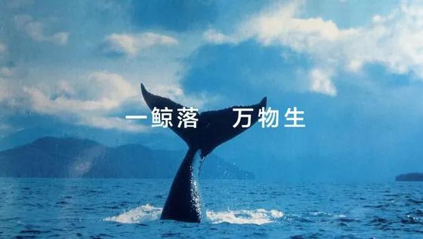 一鲸落万物生出自哪里,一鲸落万物生出自哪