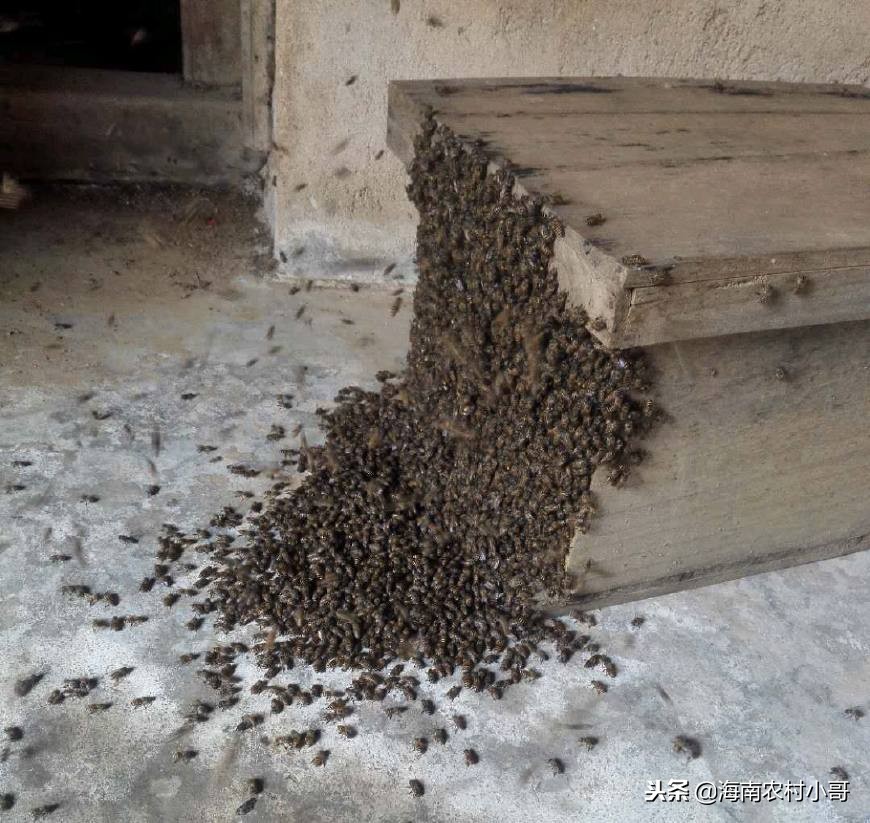 收回自然分蜂的蜜蜂怎么放入蜂箱,蜜蜂自然分蜂一般在上午还是下午