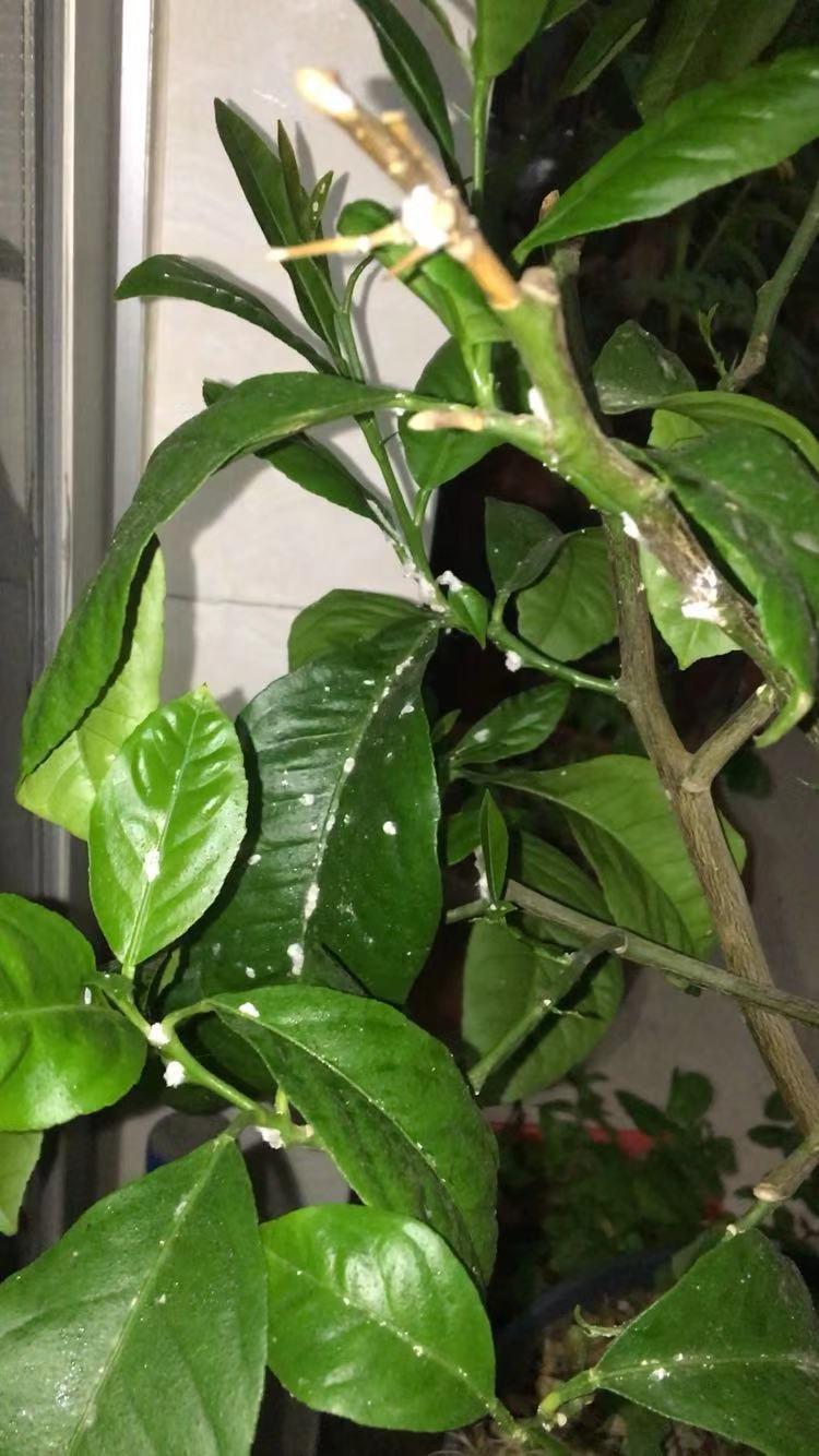 柠檬树上的蚧壳虫用醋稀释比例,柠檬树上介壳虫怎么治疗