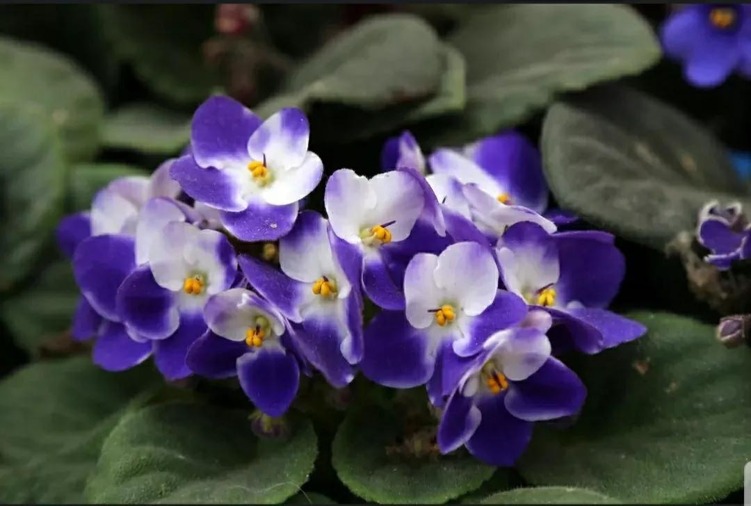 芳踪难觅濒危花!清新治愈篇:沙漠高原是吾家,豹子花的春天来了