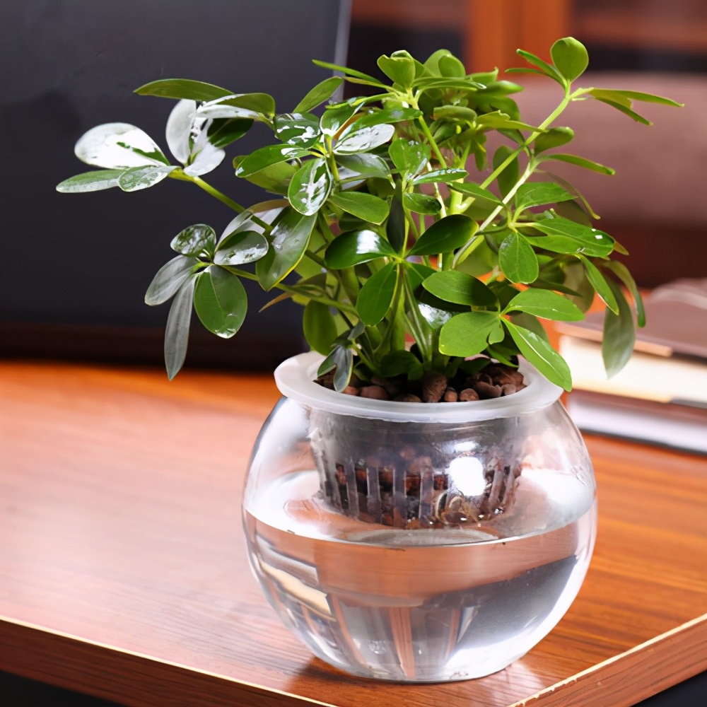 南美室内水培观赏绿植,水培绿植与土培绿植的区别