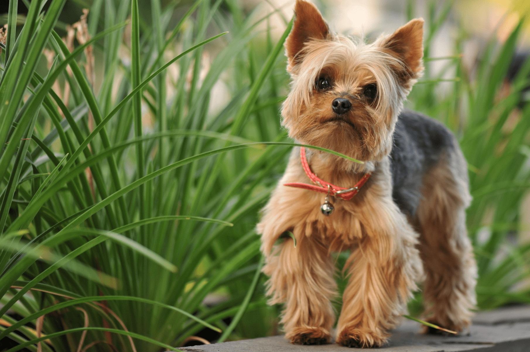 女生适合养什么狗约克夏,十种最好养的小型犬约克夏