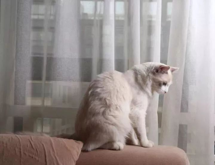 布偶适合跟什么猫一起养,有没有养布偶的人