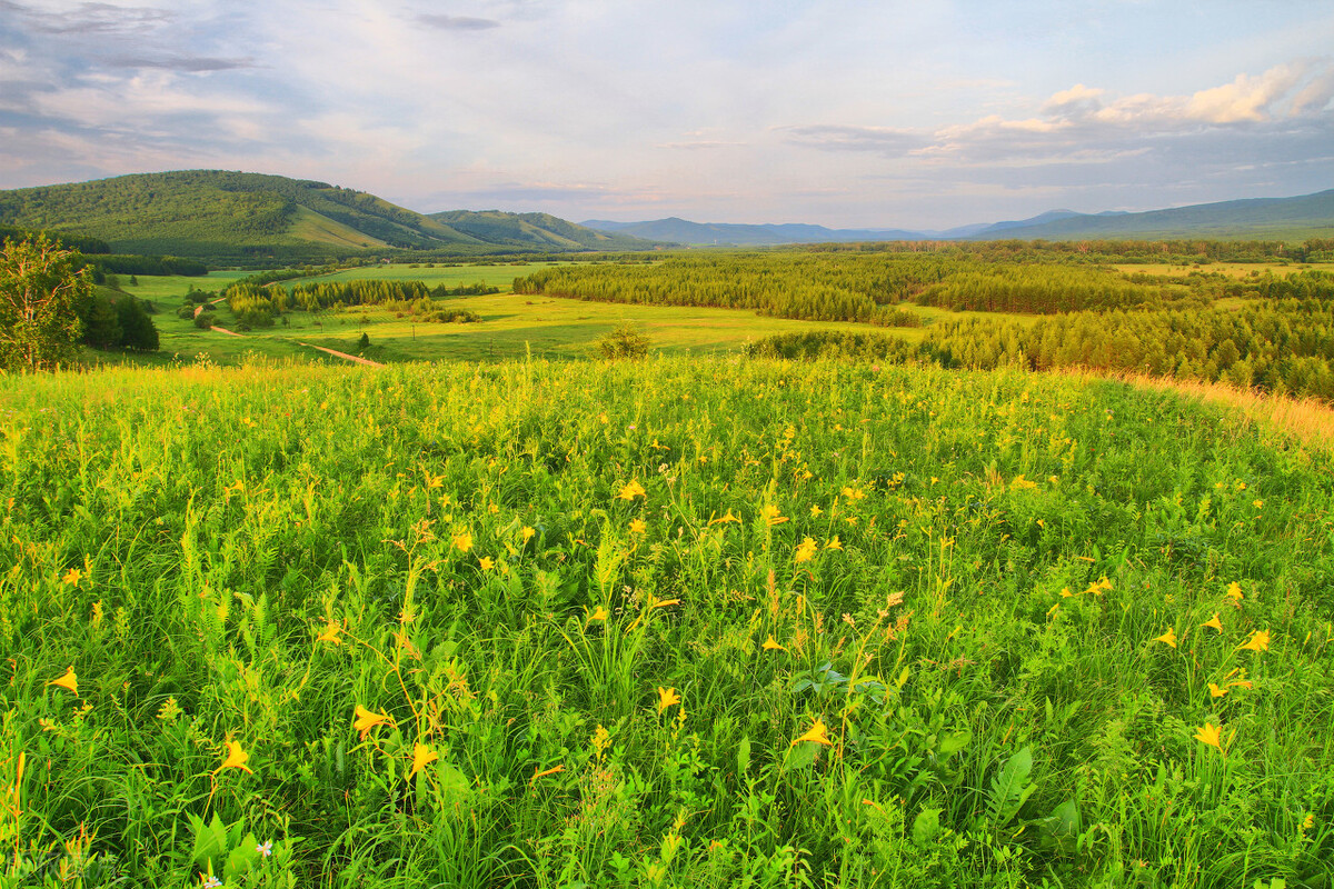 时代人生(10)猫偷吃了邻居的鸡,怎么办?