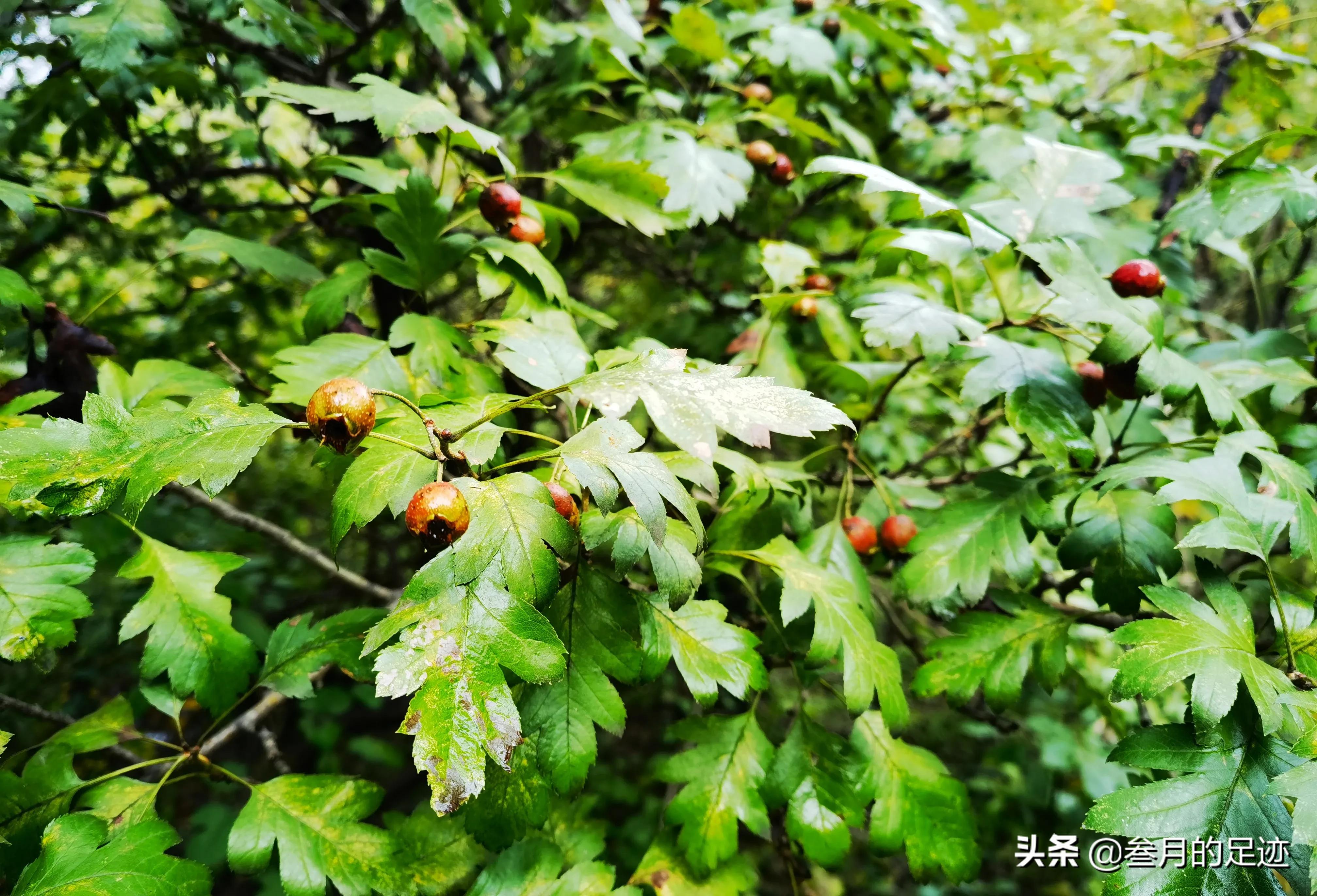 房山凤凰山登山步道攻略,北京房山凤凰山旅游攻略