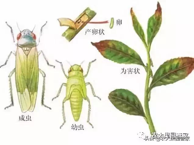 绿叶蝉危害图片,小绿叶蝉的缺点