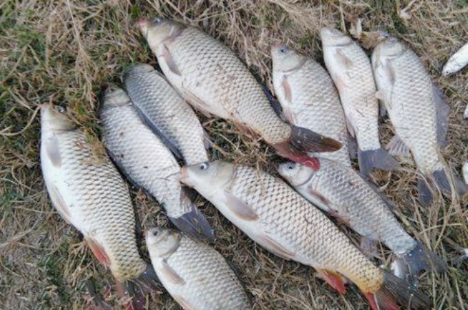 夏天鲫鲤草通杀饵料,四季野钓鲫鲤草最好用的饵