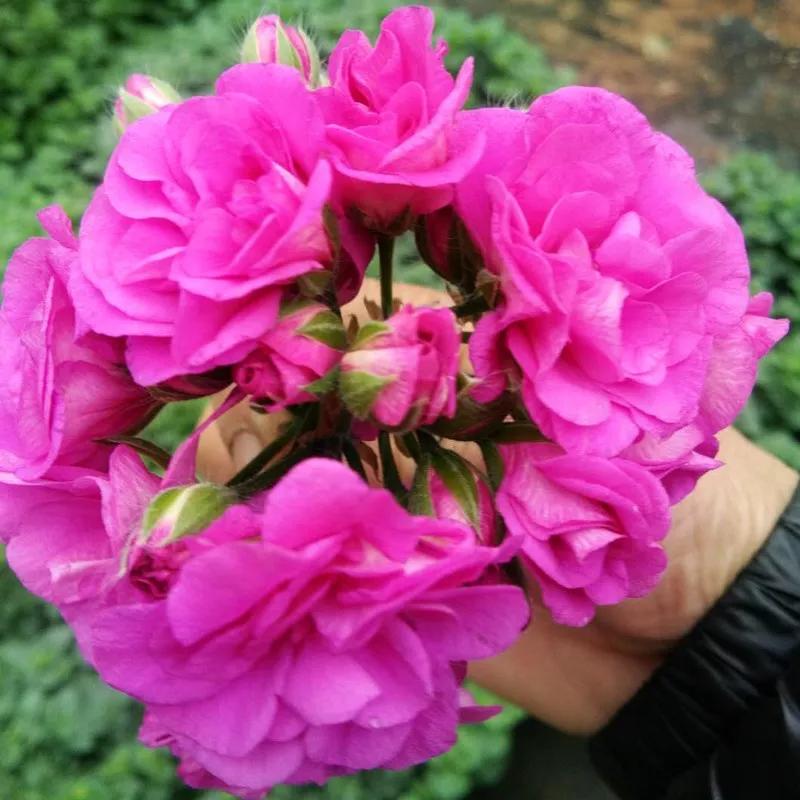 10种天竺葵,天竺葵100种图片大全