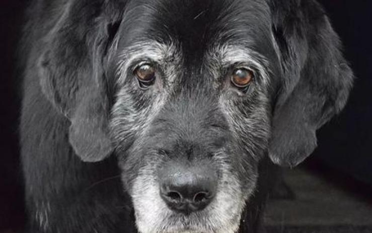 狗狗为什么会长“白毛”？这些原因铲屎官要懂