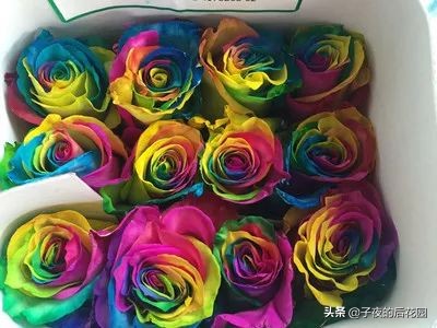 最好的进口玫瑰,进口玫瑰品种