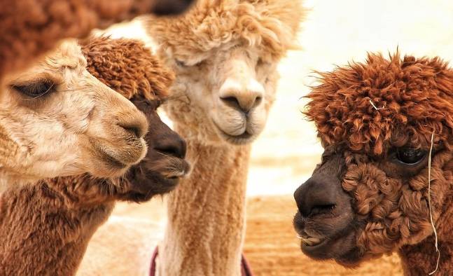 时髦的羊驼,有格调的羊驼