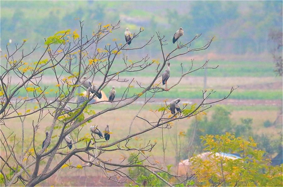 福寿螺的天敌终于出现,泛滥成灾的福寿螺终于有天敌
