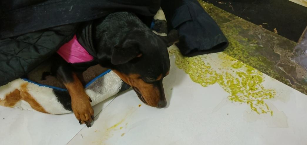 小鹿犬要去世后会有哪些反应,3个月的小鹿犬突然死亡