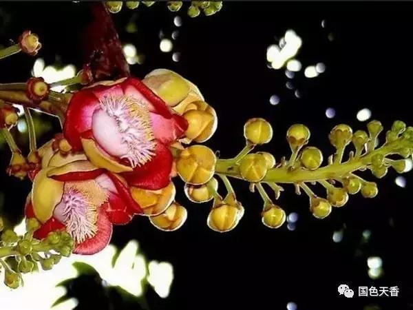 菩提花开观自在,菩提花开见性成佛