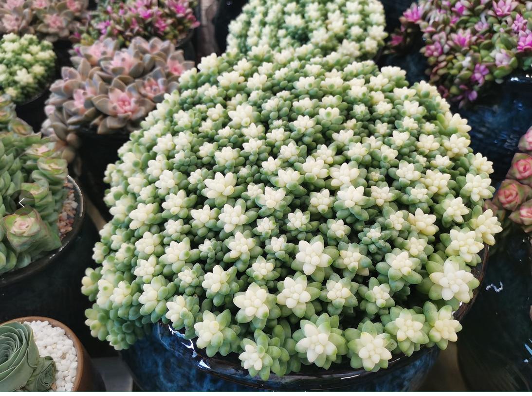 云南斗南花市旅游攻略,昆明地铁五号线到斗南花市