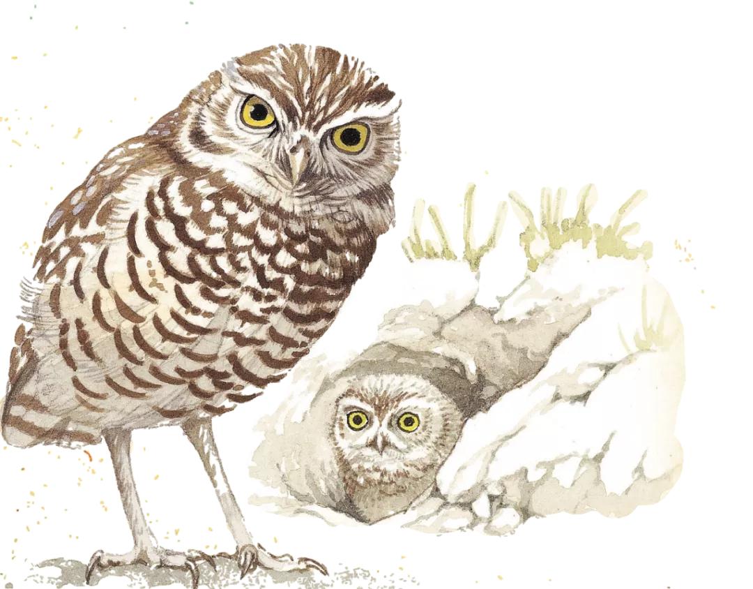 爱鸟的正确护鸟方法,爱鸟护鸟的小方法