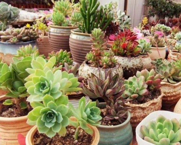 在闲鱼卖水果怎么赚钱变现,闲鱼种树免费得水果