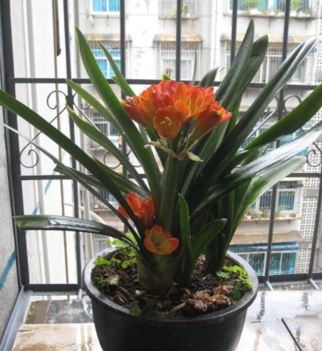 君子兰小夹子,君子兰长歪用的黑纸片