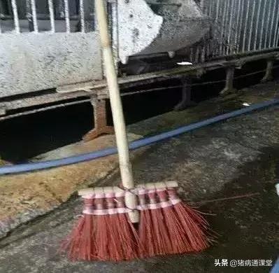 一把小扫把，让产床母猪远离子宫炎