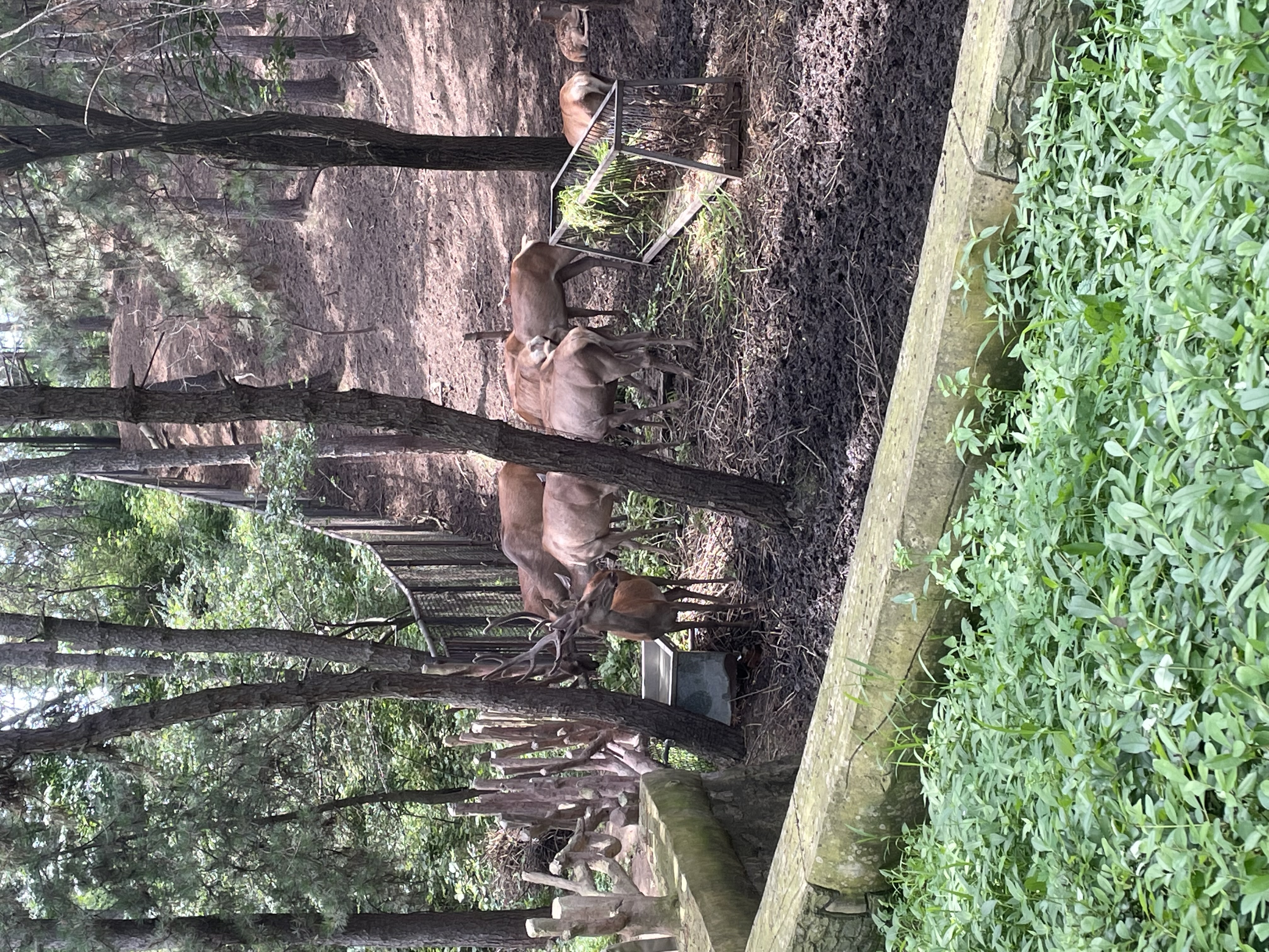沈阳森林动物园春游,五一小长假去沈阳森林动物园游玩