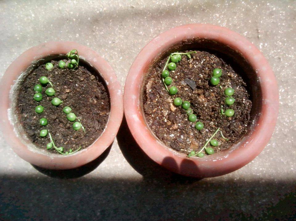 佛珠吊兰藤蔓的养殖方法,多肉吊兰佛珠养殖方法