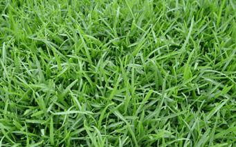 地毯草和台湾草的区别,地毯式假草皮