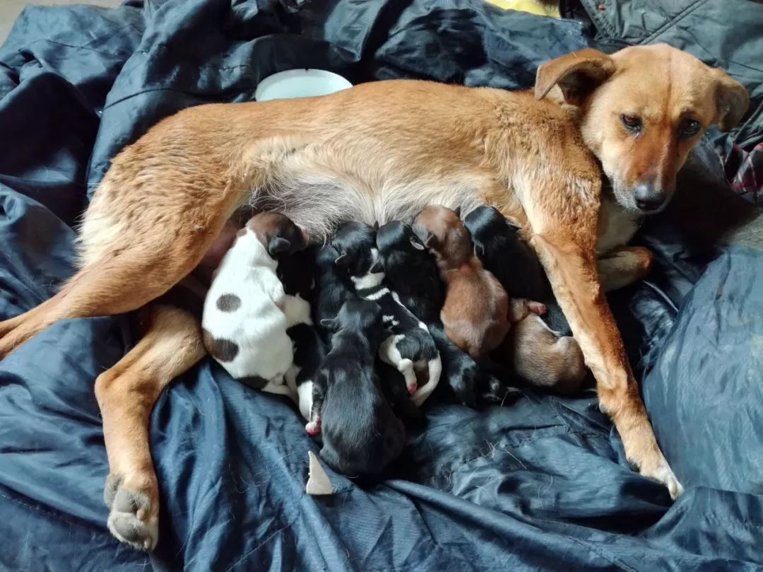 怎么预防狗狗妇科病,母狗如何防止妇科炎症