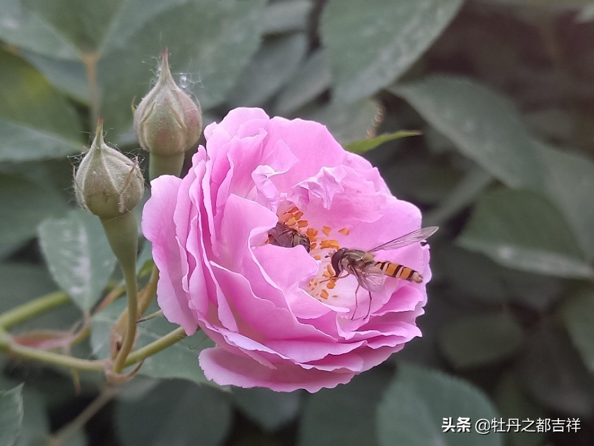 小小精灵采蜜忙，蜜蜂鲜花两相映！小手机拍出大意境