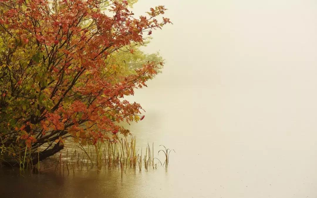 当下也有美诗读！和尚诗壁（76）回望当年牵手处，而今唯有落花新