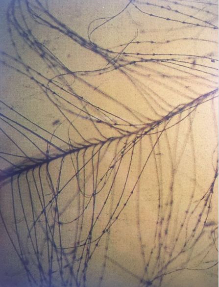 鸭羽绒好还是鹅绒衣服好,鸭毛绒和鹅绒的区别