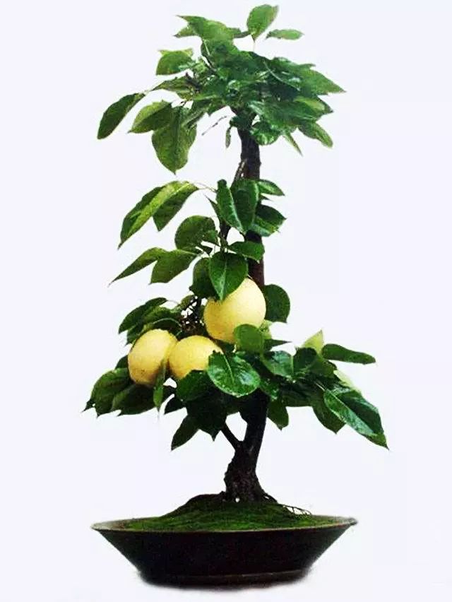 梨树盆景的寓意,梨树盆景大全欣赏