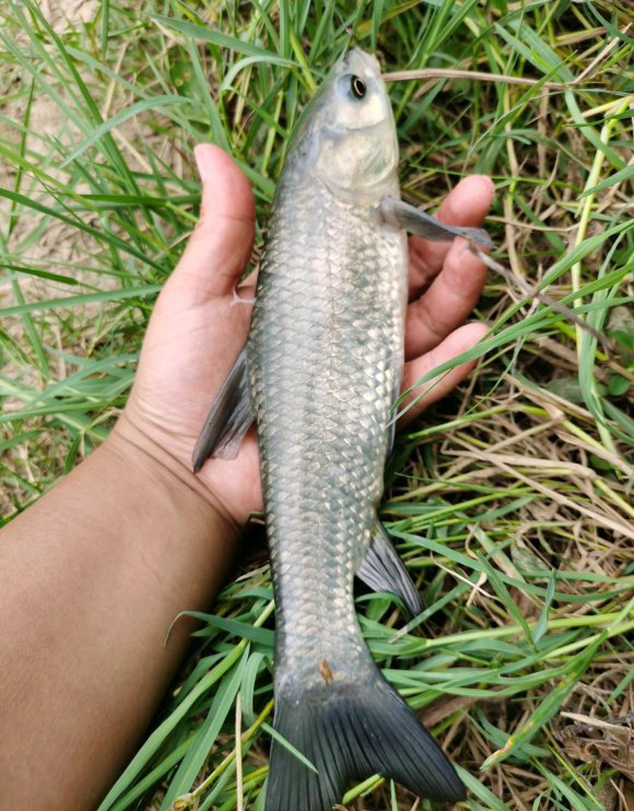 洪水冲出一个800斤的鲶鱼,湖南怀化草鱼