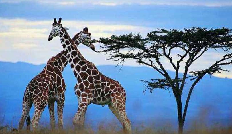 隐形巨头企业有哪些,世界五百强企业3m公司