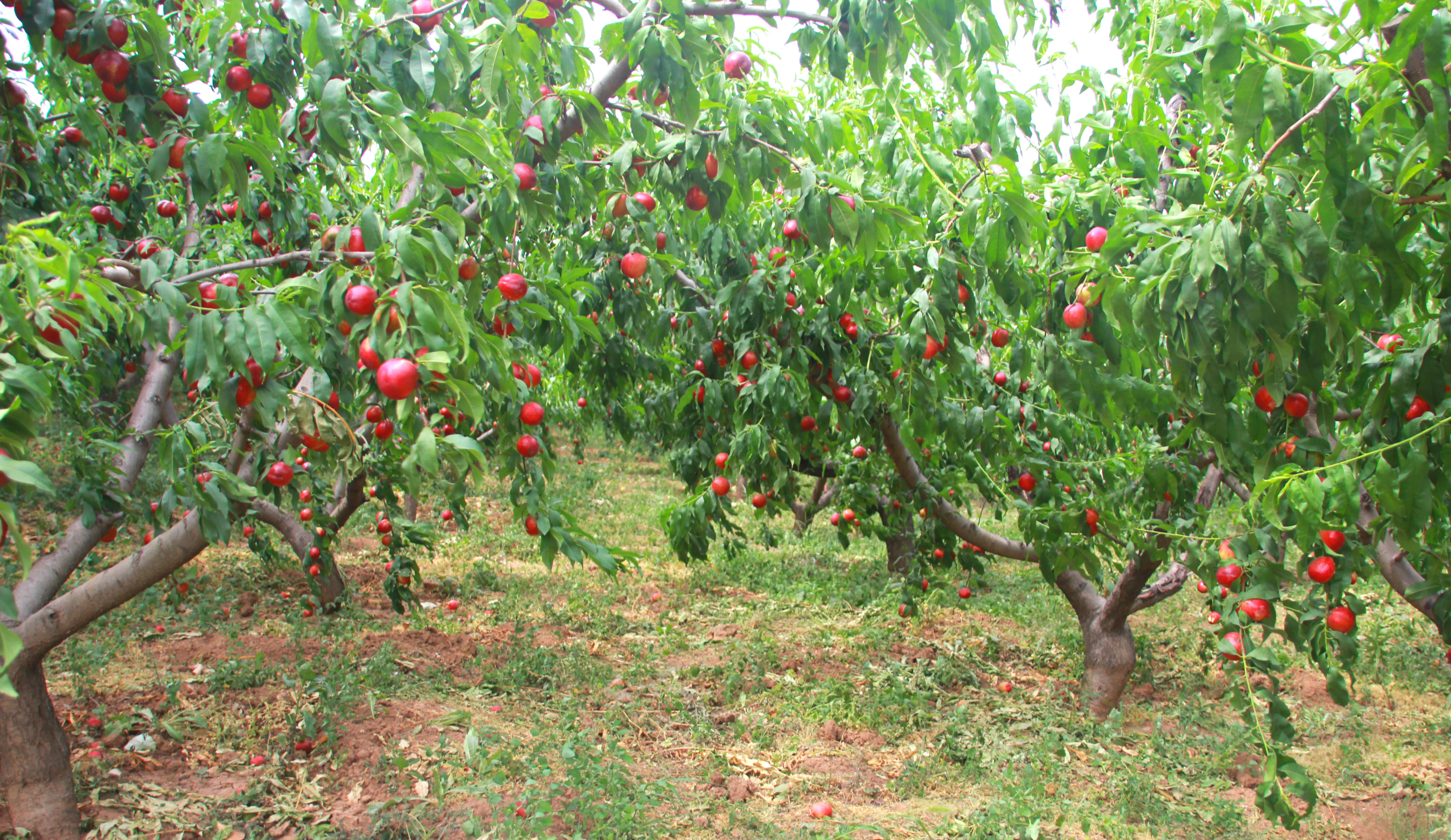 陕西周至露天甜油桃,周至骆峪水蜜桃