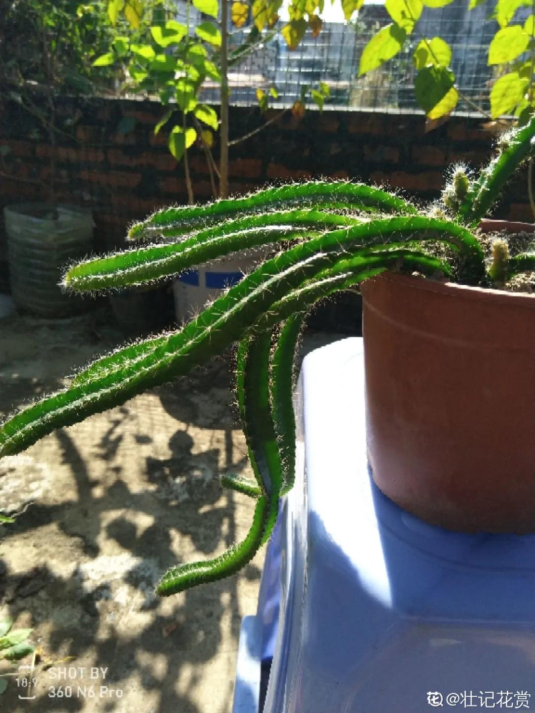 一根枝插土里就能成活的果树,大树枝直接插土里能活吗