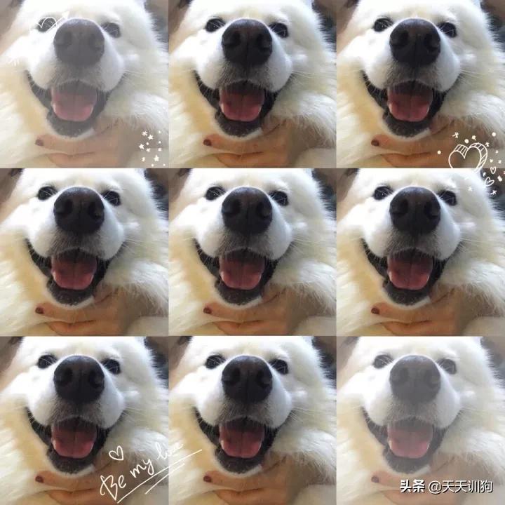 你想对小狗说什么,你想对小狗说什么呢