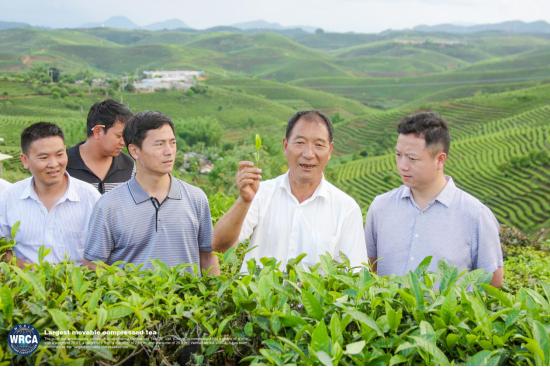 WRCA×龙园号:“世界最大的可移动茶柱”通过世界纪录认证