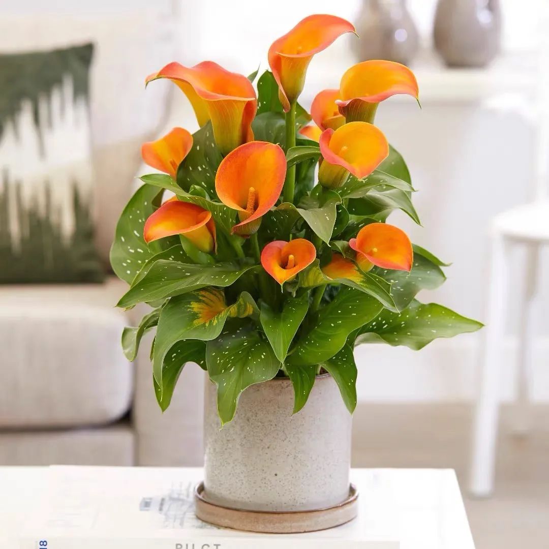 四季彩色马蹄莲好养吗,彩色马蹄莲的养殖方法图解大全