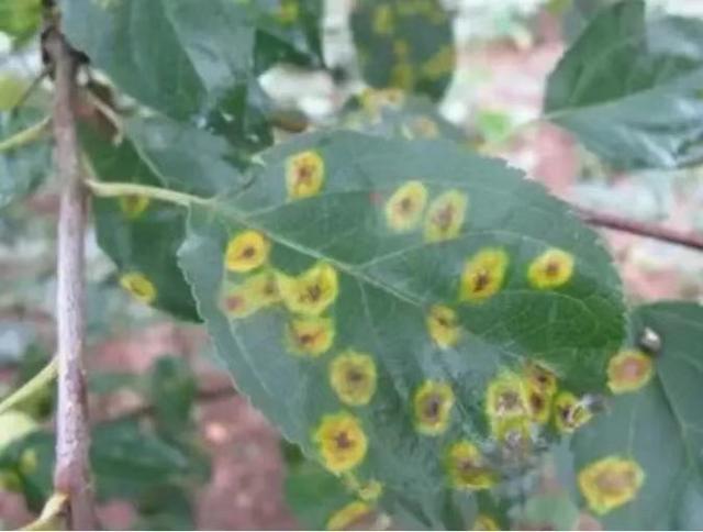 苹果锈病正在大面积发生，这样防治轻松搞定！